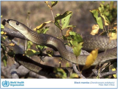 venomous snakes « Uganda Honey