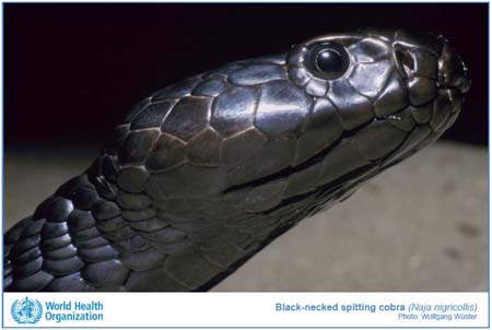 black spitting cobra snakes