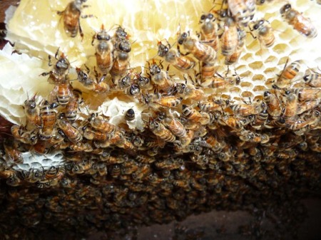 Close up view of the observation hive at the University.